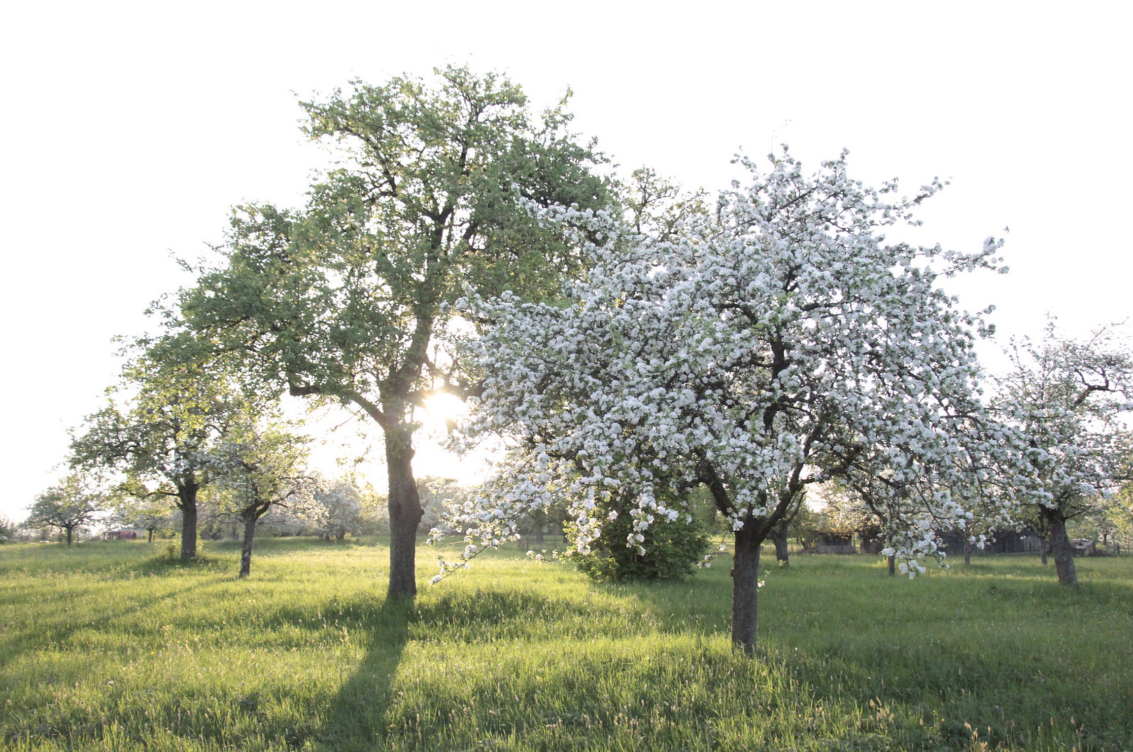 Symbolbild Kirschenblüte Foto: Pixabay
