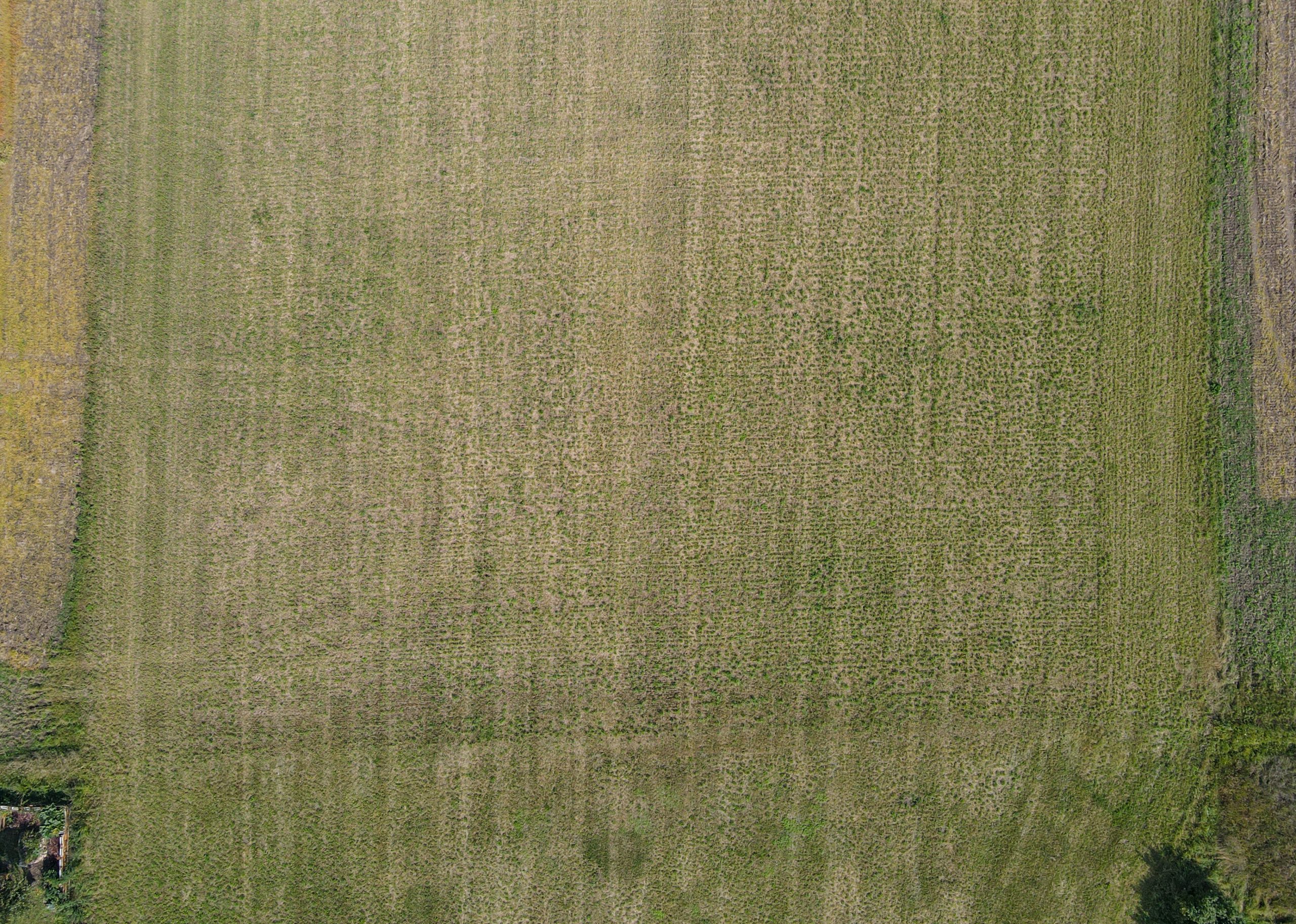 Die Jacobswiese vor der Pflanzung Foto: Patrick Pleul