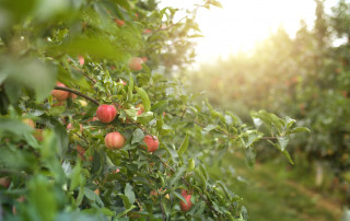 Symbolbild Apfelbaum Foto: iStock.com/Smederevac