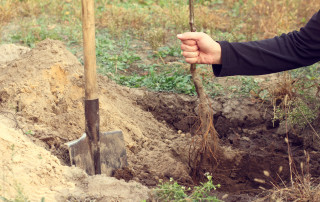 Symbolbild Pflanzung Foto: iStock.com/baza178