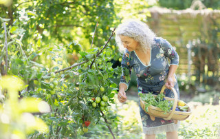 Symbolbild Ernte Foto: iStock.com/SilviaJansen