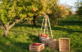 Symbolbild Ernte Foto: iStock.com/photosvit