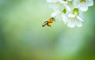 Symbolbild Honigbiene Foto: iStock.com/ViktorCap