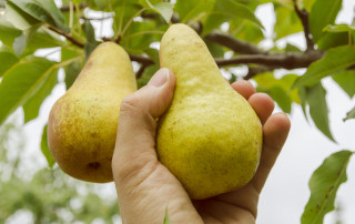 Symbolbild Birne Foto: iStock.com/mycola
